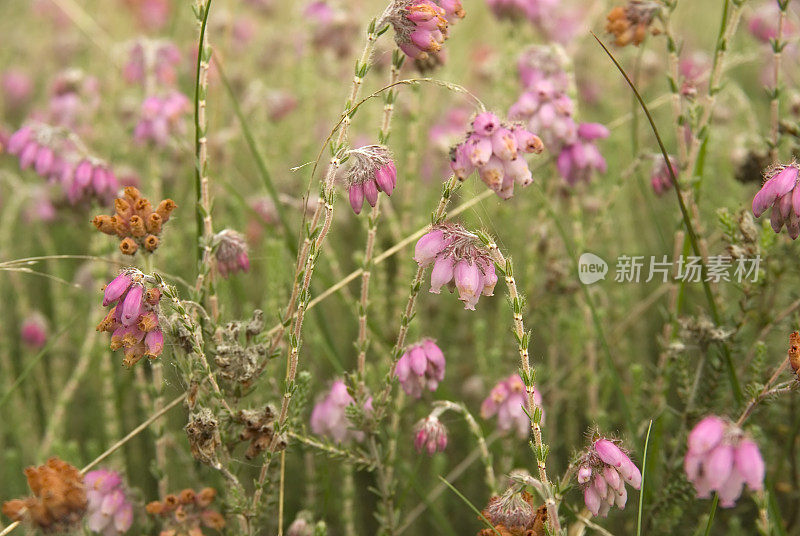 十字形Heath (Erica tetralix)